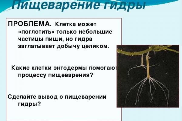 Kraken 13at