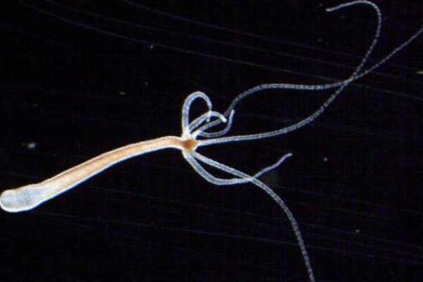 Кракен ссылка официальная на тор